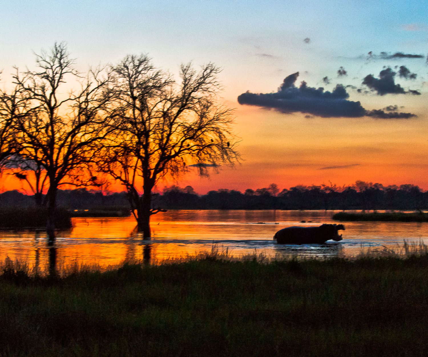 Sunset in Savuti with hippopotamus