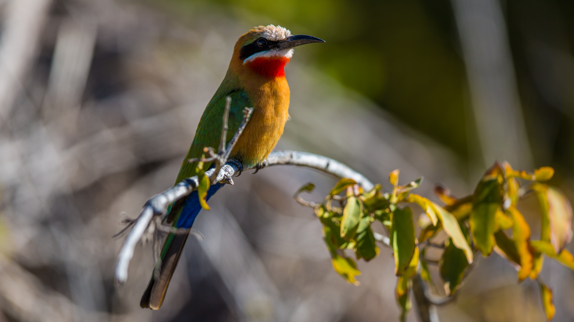 malamala Bee-eater