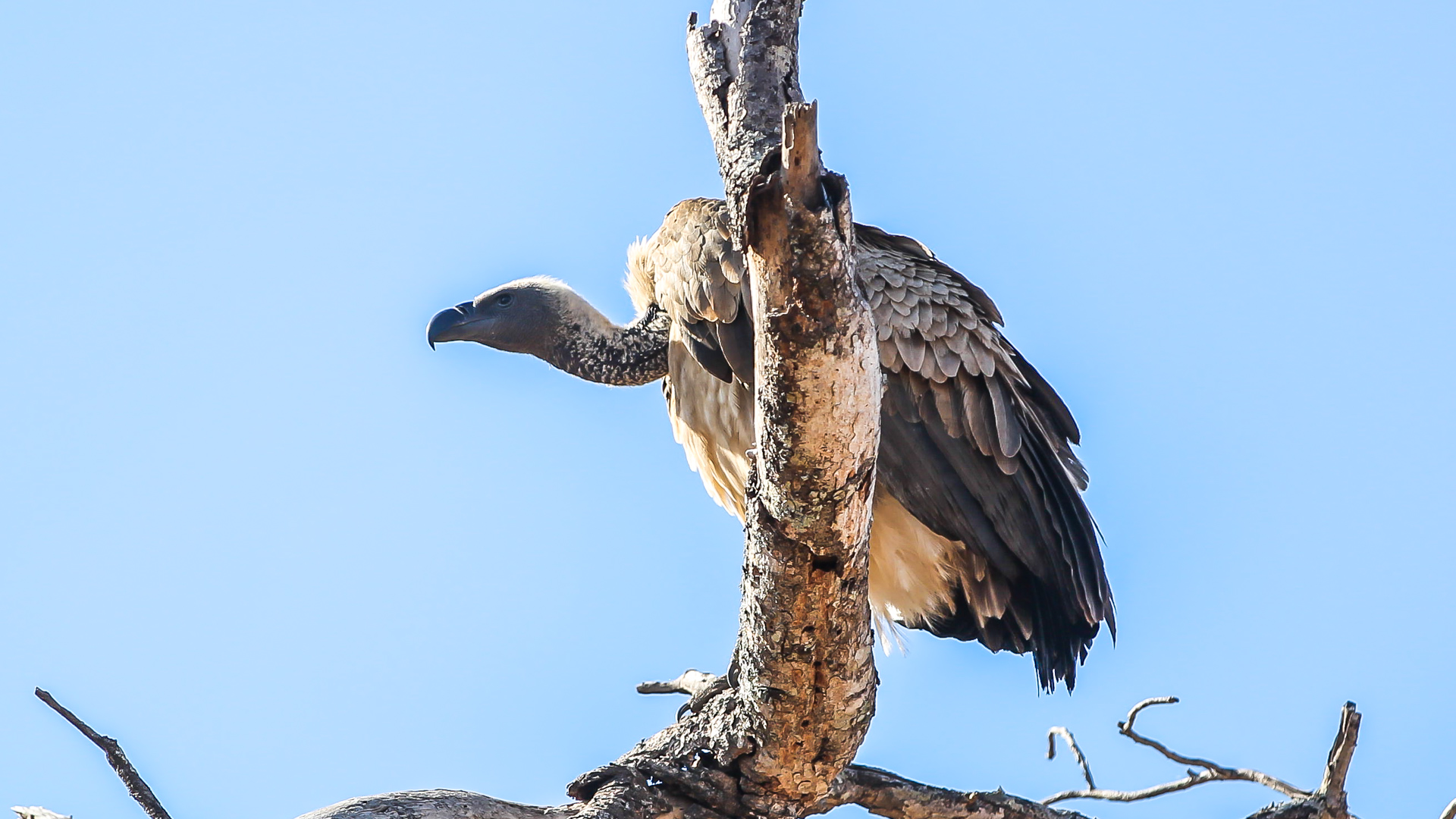 malamala vulture South Africa