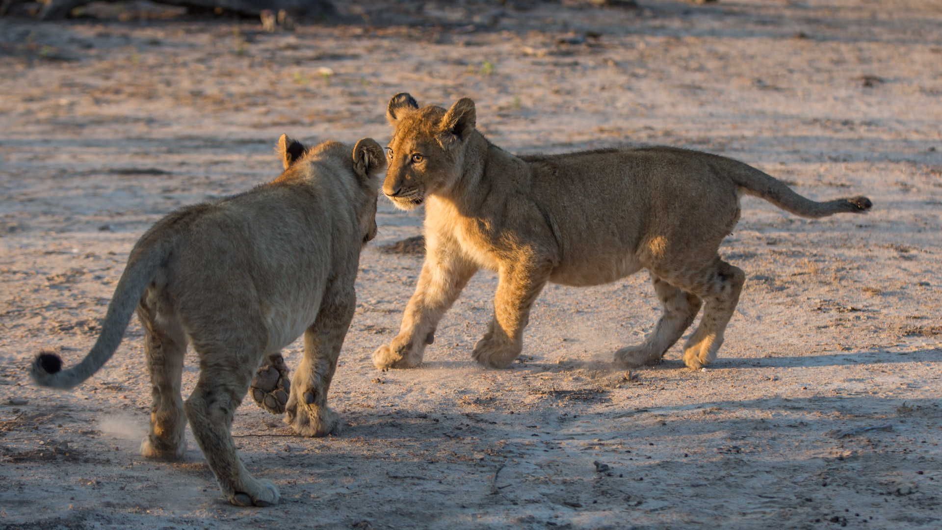 malamala lion cubs