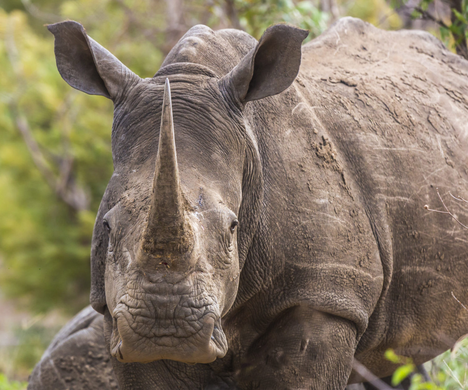 White Rhino Kruger National Park