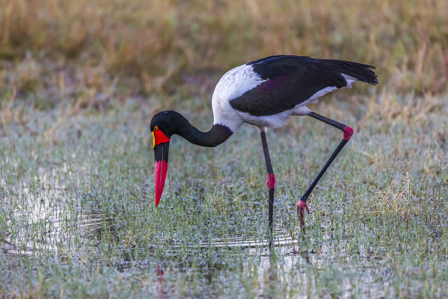 Saddle billed stork Okavango
