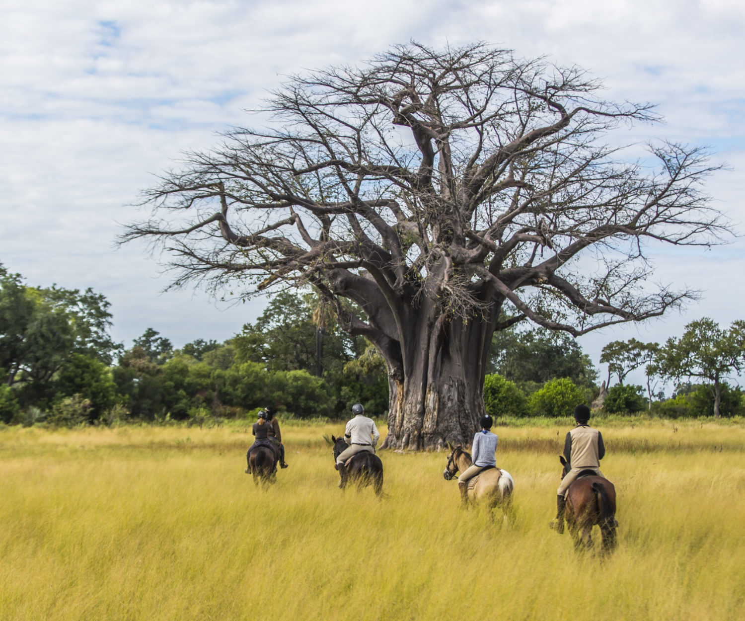 Safari konne w Afryce