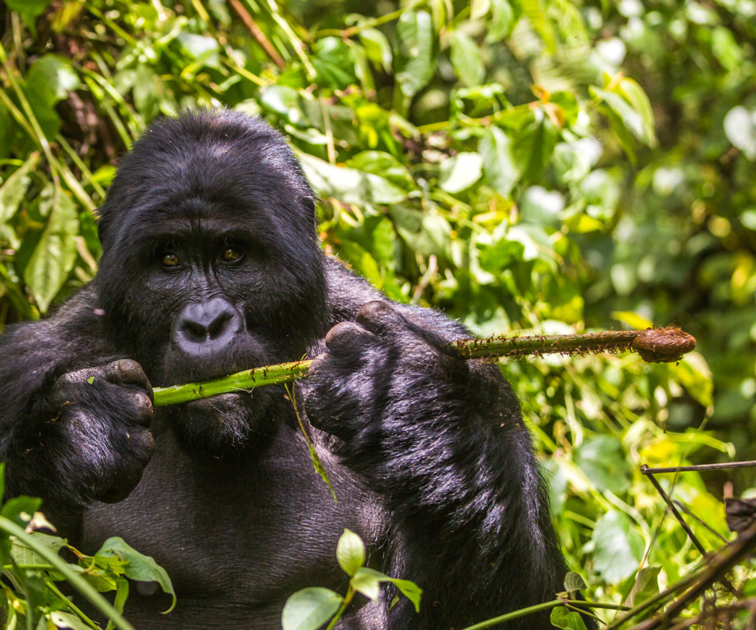 Goryl podczas posiłku w Ugandzie