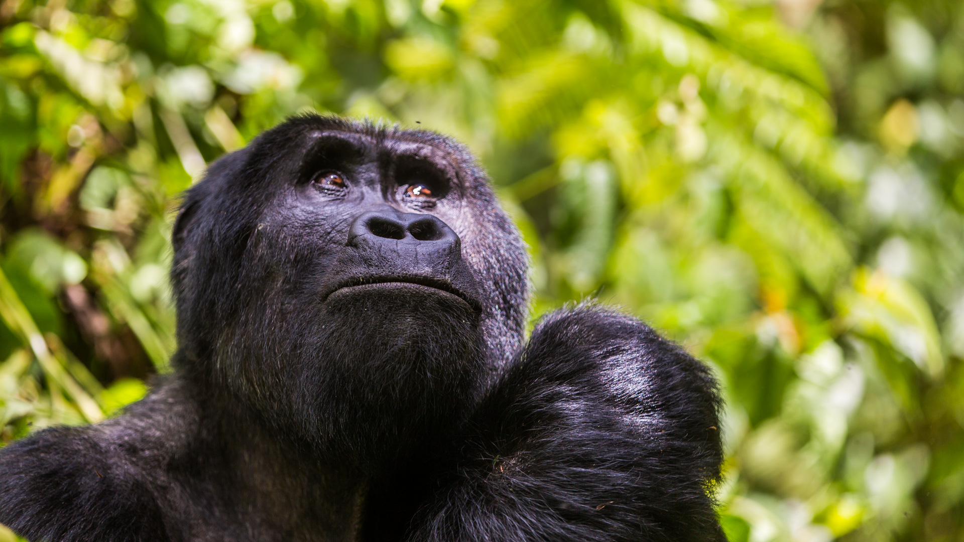 Mountain Gorilla, Bwindi Impenetrable Forest