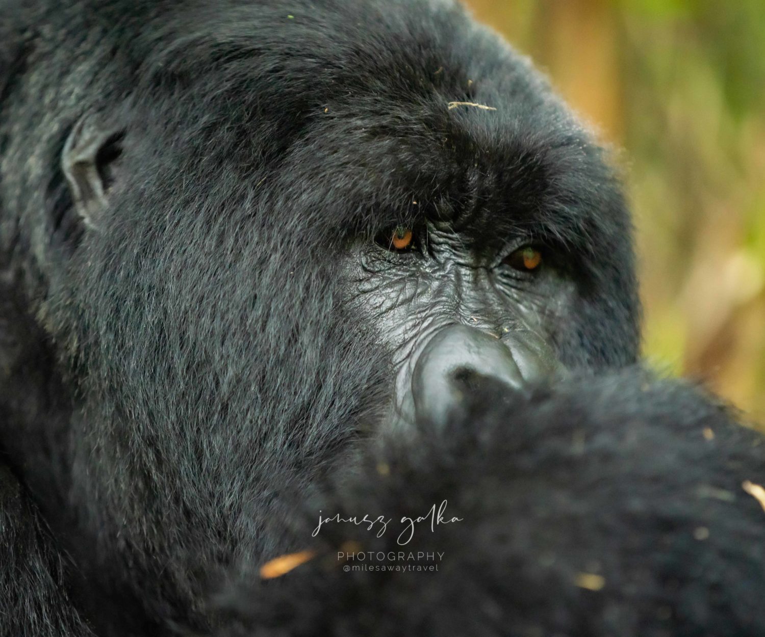Goryl Agashya silverback w Volcanoes National Park, Rwanda