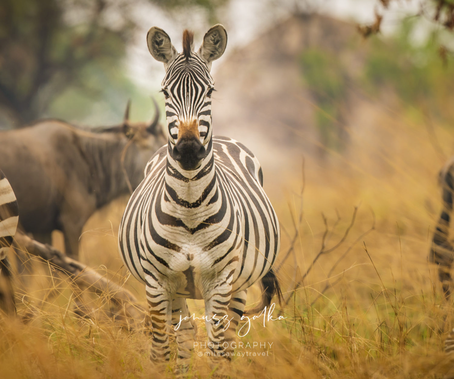 Zebra w Serengeti. Afryka w koronie!