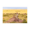 Mara Brothers bez ramki, gepardy w Masai Mara, autor Janusz Galka, limitowana wersja
