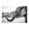 40 thousand muscles, Elephant Savuti trunk, black_white, autor Janusz Galka