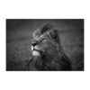 Born to be proud, zdjęcie czarno - białe lwa z Grumeti, autor Janusz Galka