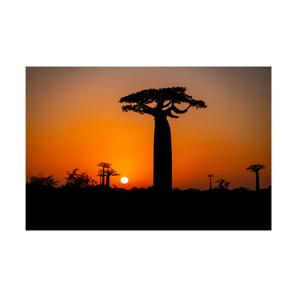 Motherland's call, Baobaby o zachodzie słońca w Morondava, Madagascar, autor Janusz Galka