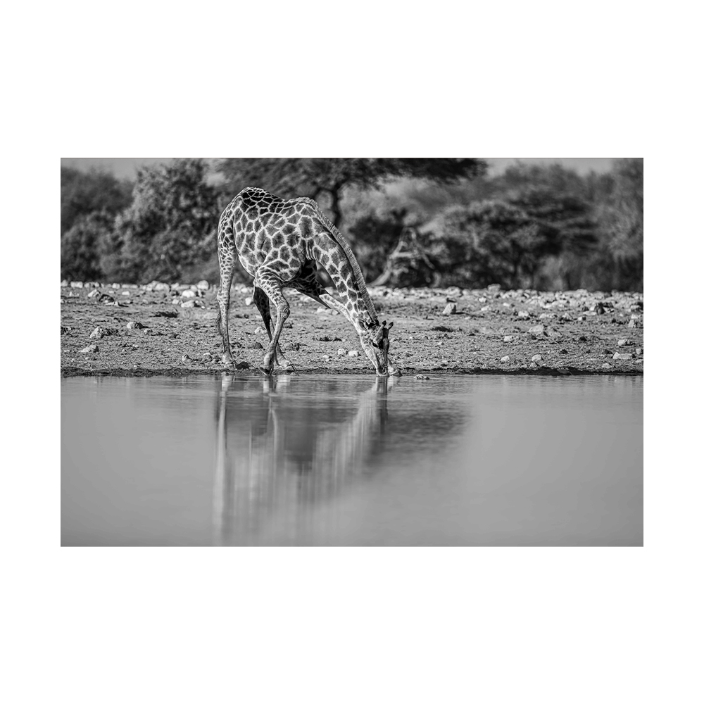 Not easy, but thirsty, żyrafa u wodopoju w Parku Narodowym Etosza, Namibia