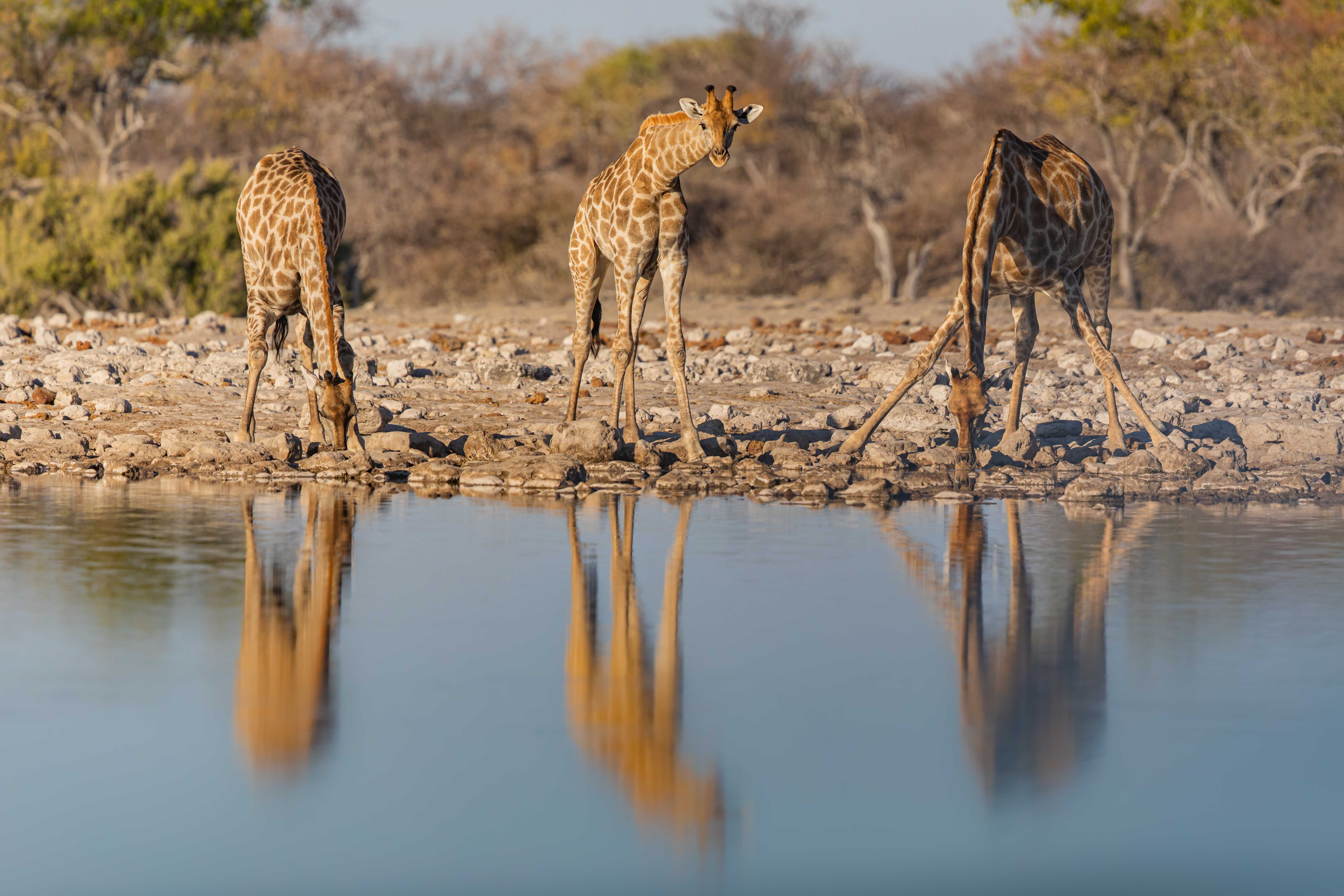 Family reunion, żyrafy u wodopoju w Parku Narodowym Etosza w Namibii, autor Janusz Galka