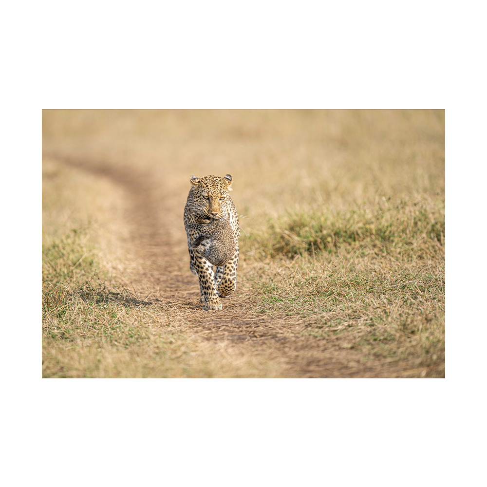 Carrying the treasure, lampardzica Luluka przenosi swoje młode do nowej kryjówki w rezerwacie Masai Mara, autor Janusz Galka