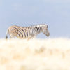 Zebra Etosha National Park, autor Janusz Galka