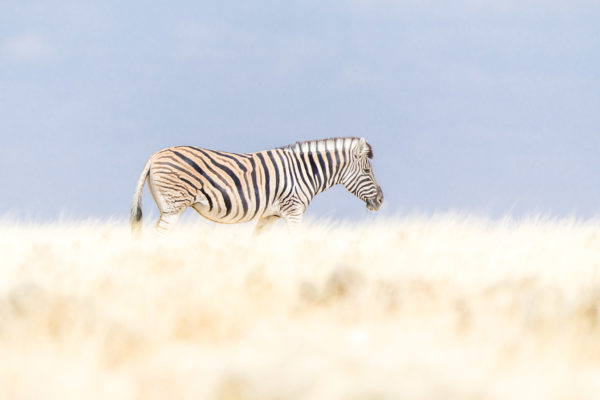 Zebra Etosha National Park, autor Janusz Galka