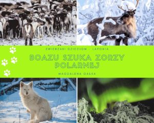 Boazu szuka Zorzy Polarnej - eBook Magdalena Gałka - opowieść o młodym reniferze z Laponii poszukującym Zorzy Polarnej