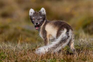 arctic fox