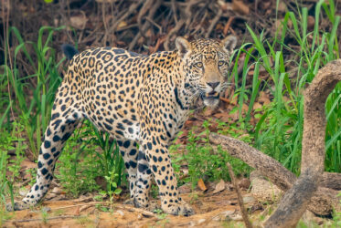 jaguar pantanal
