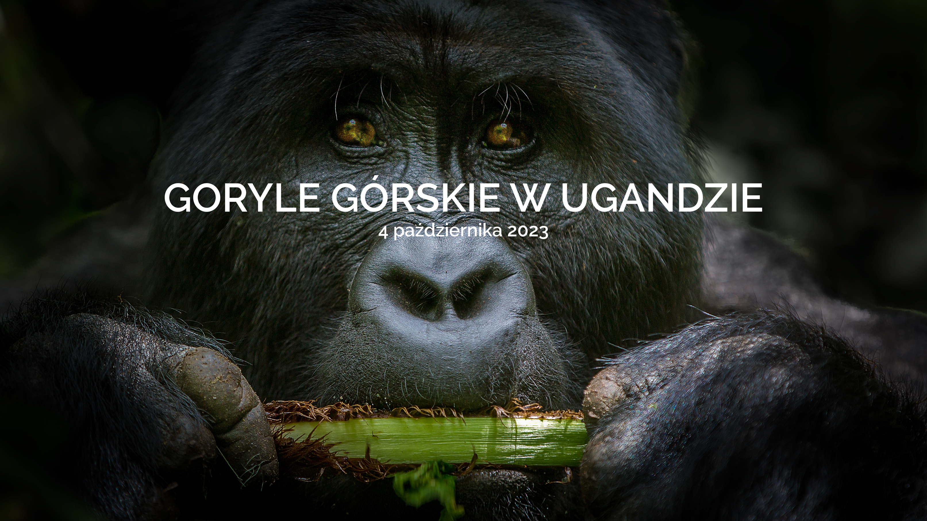 Goryle Górskie w Ugandzie